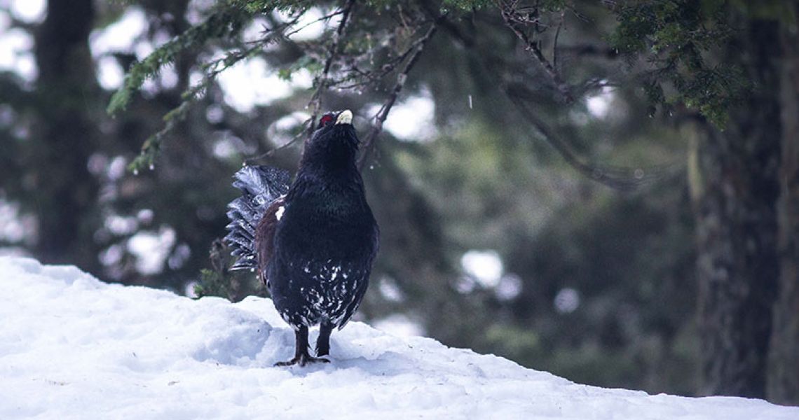 Coq-walk