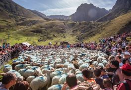 Transhumance