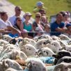 Transhumance-Tournaboup