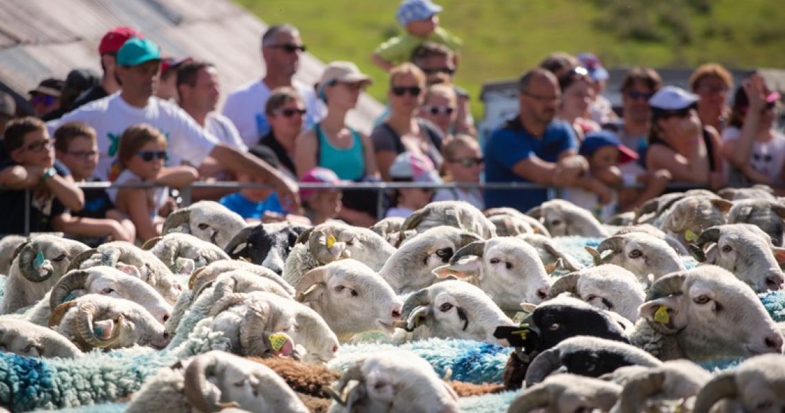 Transhumance-Tournaboup