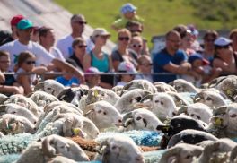 Transhumance-Tournaboup