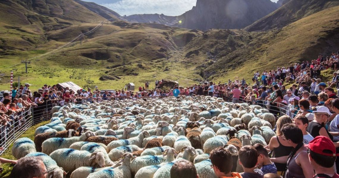 Transhumance