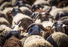 Transhumance-troupeaux