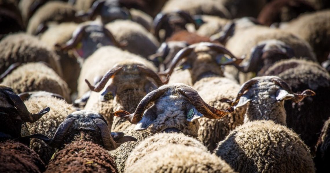 Transhumance-troupeaux