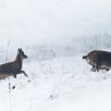 isards-jeune-et-chevre