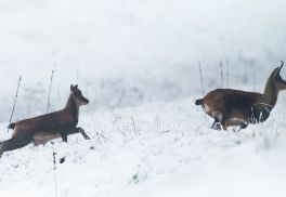 isards-jeune-et-chevre